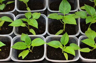 green seedlings of bell pepper isolated in plastic containers close up  