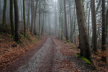 Fototapeta premium The road through the forest in the fog