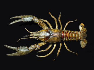 crayfish on black