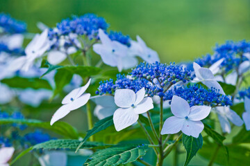 紫陽花-4（plant-4）