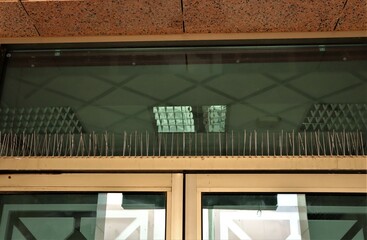 Bird spikes on window ledges: Flexible Stainless Bird Spikes with Plastic Base. 