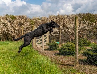 Black Lab in gun dog training 