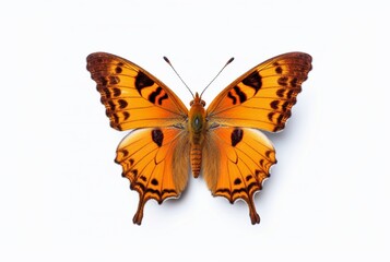 beautiful butterfly isolated on white background. generative ai