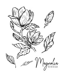 Magnolia flower line illustration set. Hand drawn black outline wedding herb, elegant leaves for invitation save the date card. Botanical trendy greenery vector collection for web, print, posters.
