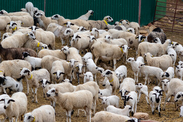flock of sheep crowded on an esplanade in a barnyard with sheet metal buildings with yellow tags on...