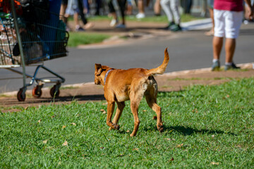 Typical stray dog known as 