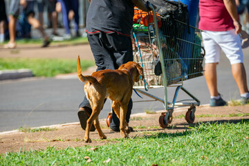 Typical stray dog known as 