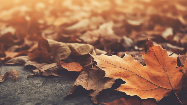 autumn leaves on the ground. blur fall wallpaper. toned image