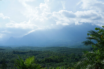 Cloud palm forest and mountains in the morning