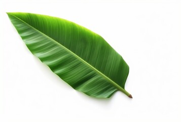 Obraz premium fresh banana leaves isolated on white background. generative ai
