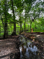 waldszene im spätsommer in einem deutschen wald