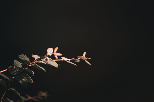 Gr&auml;ser im Wind mit dunklen Wald Bokeh