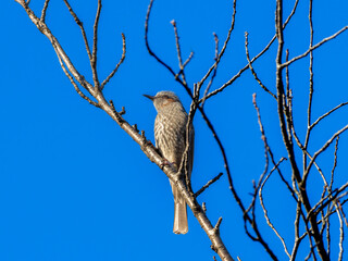 木の枝にとまるヒヨドリ