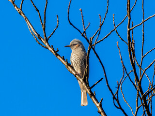 木の枝にとまるヒヨドリ