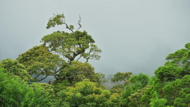 4K Timelapse: cloud and forest mountain, Chiriqui highlands,Panama - stock video