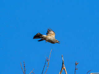 空を飛ぶヒヨドリ