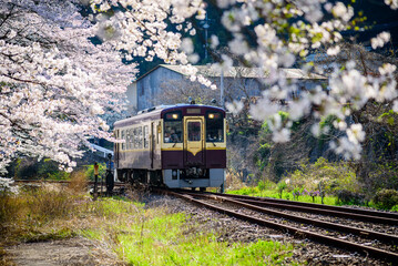 Train in spring with sakura cherry blossom trees blooming along the railway tracks, Japan travel. © torjrtrx