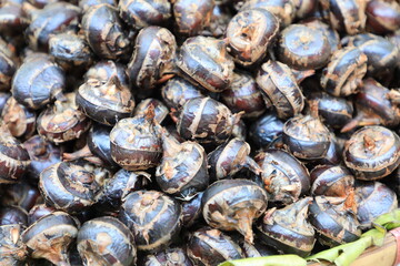 Pile of waternut or chinese water chestnut in for sale in the market in the north of thailand