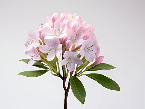 Mountain Laurel flower in studio background, single Mountain Laurel flower, Beautiful flower images