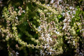Pollinator's Dance: Bee and Wildflowers. Bees at Work: Pollinating White Flowers