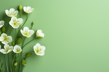 fresh spring flowers on green background - obrazy, fototapety, plakaty