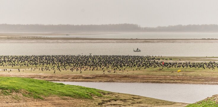 Oiseaux migrateurs sur le lac du Der à Giffaumont, Marne, France