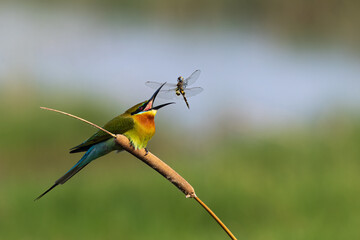 Blue Tailed Bee-eater Tossing a Dragonfly Before Gulping it