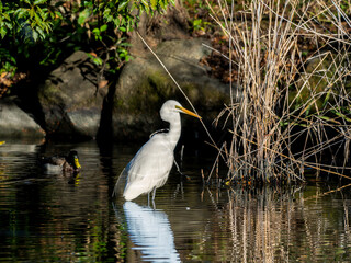 水辺のダイサギ