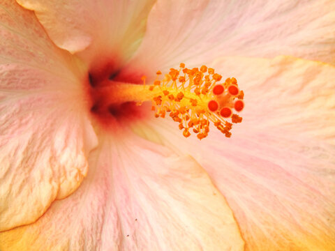 Centro de flor de hibisco del color del año 2024 pantone 13-1023 peach fuzz