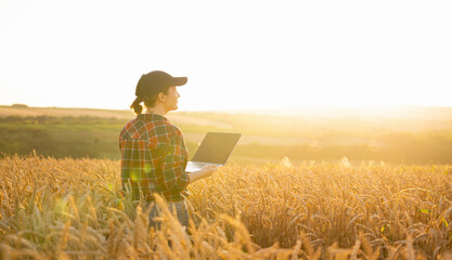 Woman farmer working with laptop on wheat field. Smart farming and digital agriculture..