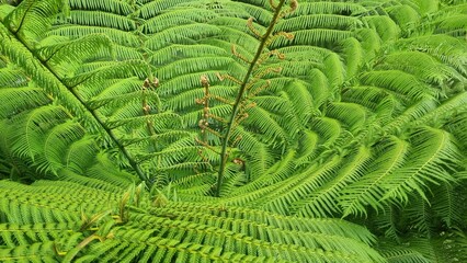Common tree fern (Cyathea dregei) leaves in a grass field. Close up green leaves. The fern leaves of the ancient species of fern from South Africa. Isolated background.