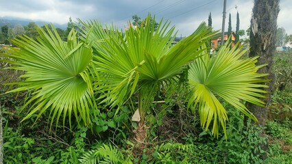 Palm tree with green leaves in the outdoor garden. Saribus rotundifolius, also known as the footstool palm, is a common fan palm found in Southeast Asia. It is a member of the genus Saribus.