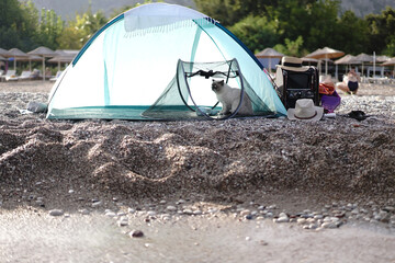 Cat on the beach in camp tent - 704414361