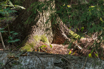 Closeup of a tree trunk in the forest. A ray of sunlight casting light on the forest floor.