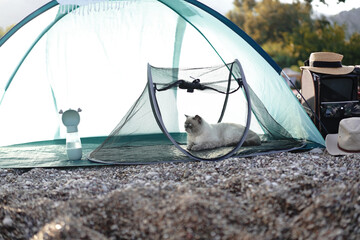 cat in a camp tent on the beach - 704415116