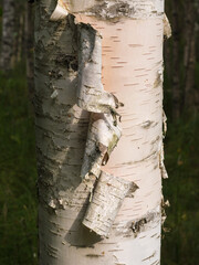 Birch bark on young birch
