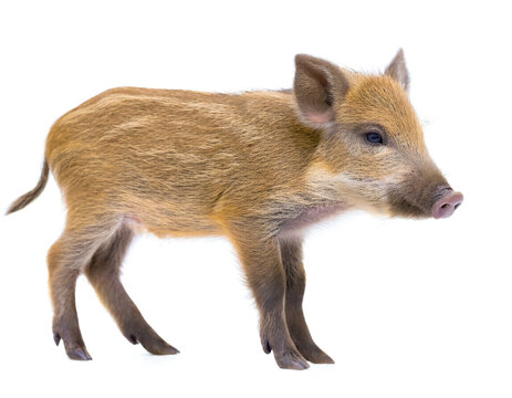 Baby wildschwein isoliert auf wei&szlig;em Hintergrund, Freisteller
