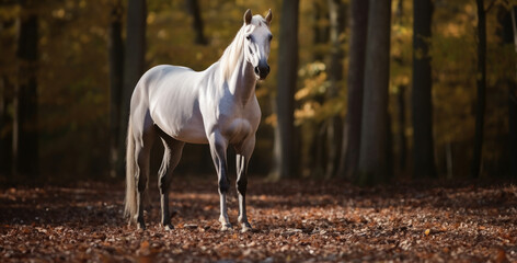 A banner with a noble grey Arabian horse stands poised among autumn leaves in a serene forest.
