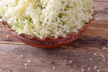 Elder flowers. White flower shrub. Harvesting buds for making syrup and drink. Cooking and food in...