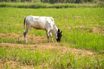 Thai cow in a grass field, Cows eat grass naturally
