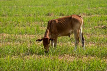 Thai cow in a grass field, Cows eat grass naturally