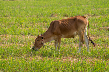 Thai cow in a grass field, Cows eat grass naturally