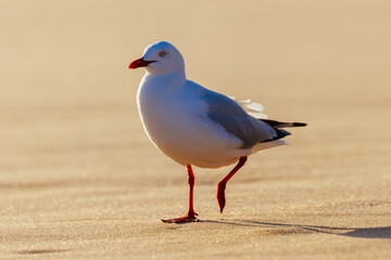 Seagull in Portsea Australia