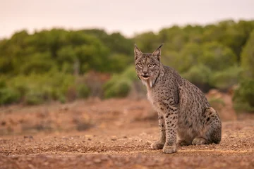 Fotobehang Lynx Iberian lynx - Lynx pardinus, beautiful large critically endangered cat from Iberian forests and woodlands, Andalusia, Spain.  © David