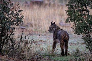 Iberian lynx - Lynx pardinus, beautiful large critically endangered cat from Iberian forests and woodlands, Andalusia, Spain.