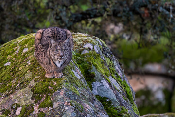 Iberian lynx - Lynx pardinus, beautiful large critically endangered cat from Iberian forests and woodlands, Andalusia, Spain. © David