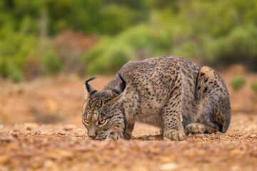 Iberian lynx - Lynx pardinus, beautiful large critically endangered cat from Iberian forests and woodlands, Andalusia, Spain.