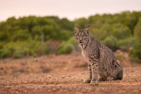 Iberian lynx - Lynx pardinus, beautiful large critically endangered cat from Iberian forests and woodlands, Andalusia, Spain.