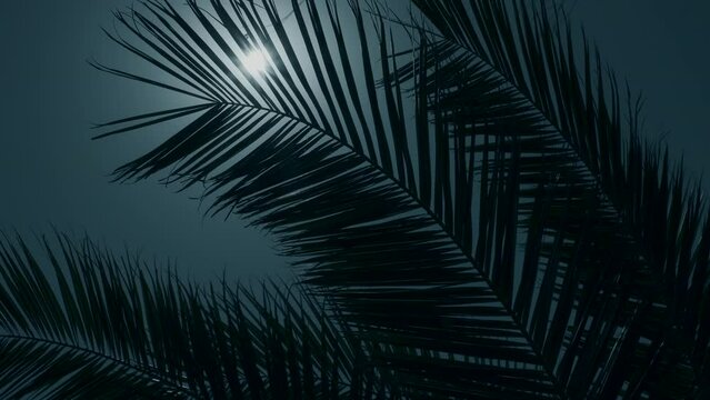 Sun shines through coconut leaves. Tropical coconut palm leaf swaying. Moonlight reflects through palm tree leaves at night.
