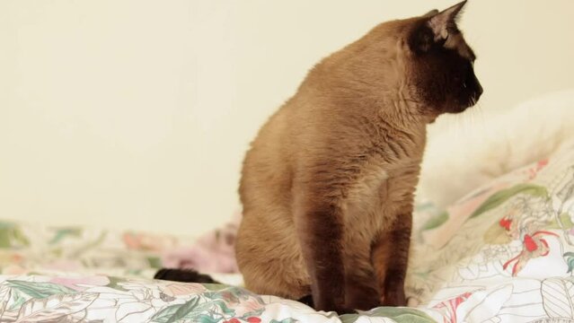 A Siamese cat with blue eyes named Tamerlan looks at the camera and turns his head. The cat sits on the bed and watches the toy.